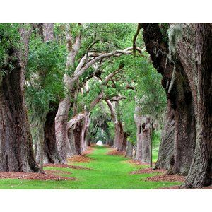 Row of Trees  8 x 10 print